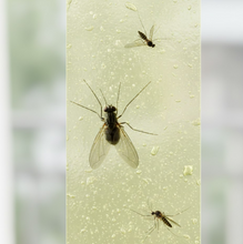 Fly, Mosquito & Insect Catcher Adhesive Sticky Glue Strips